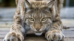 Prečo mačka listy zomrieť